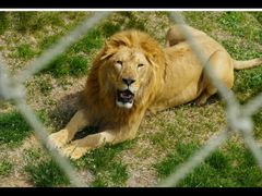 -西霞口神雕山野生动物世界