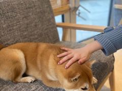 -南京Hallo宠物乐园·哈罗犬舍·柴犬繁育基地