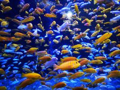 -成都浩海立方海洋公园