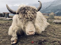 -硗碛藏寨·神木垒景区