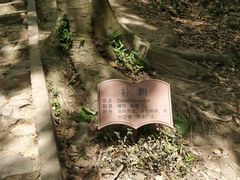 -上海佘山国家森林公园天马山园