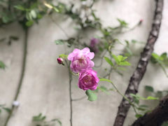 -艺圃