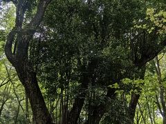 -广州市石门国家森林公园