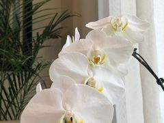 -子霖南山鲜虾面(南山总店)