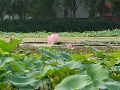 -白洋淀景区