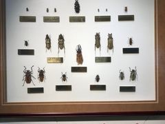 -上海昆虫博物馆
