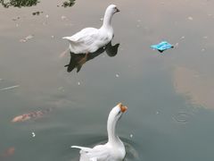 -红梅公园