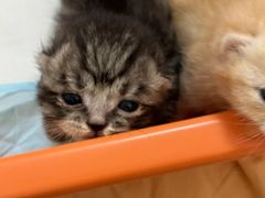 -爱侣宠医·鹦鹉专科·小型哺乳类·异宠专科(灵石路店)