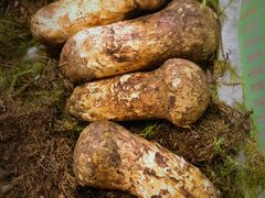 -双喜农庄·菌香园(安居家园店)