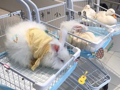 -怪兽屋·羊驼·猫咖·狗咖(俊华广场店)