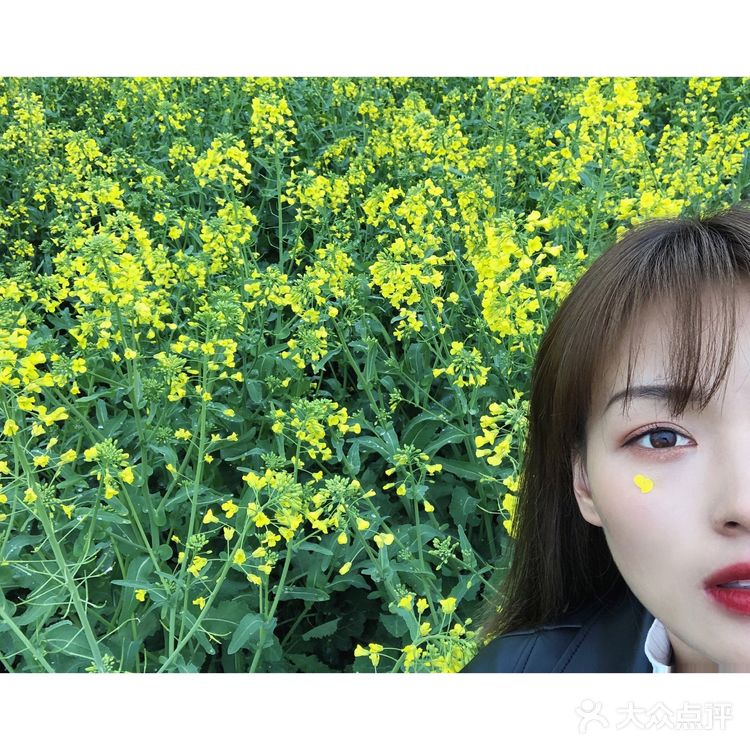 油菜花盛开地