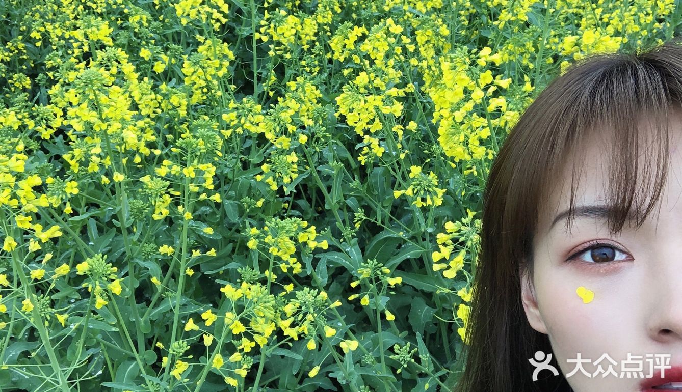 油菜花盛开地