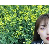 油菜花盛开地