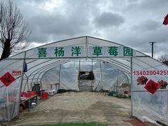 -喜杨洋草莓采摘园