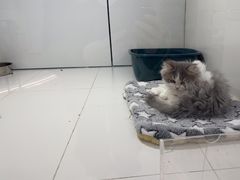 -1013 PET SHOP精品宠物商店(丁香店)