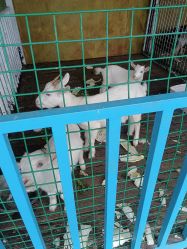 -小蜜蜂农场(凯德七宝购物广场店)