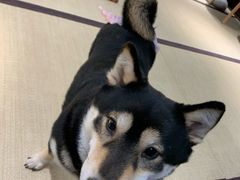 -逗柴咖啡屋·狗咖猫咖宠物桌游