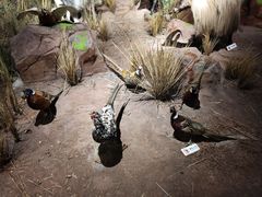 -陕西自然博物馆