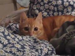 -瑞鹏宠物医院·骨科·猫科·内科(第一中心)