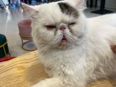 -平行世界·猫咖(首经贸店)