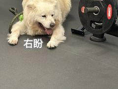 -Vamos巴猫司健身中心(五角场店)