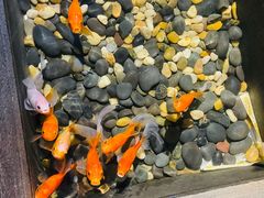 -金山烤肉(中兴公园店)