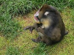 -西霞口神雕山野生动物世界