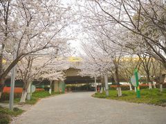 -高东镇樱花园
