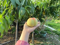 -老袁家蜜桃农场·阳山水蜜桃