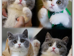 -lincat·猫舍(广州店)