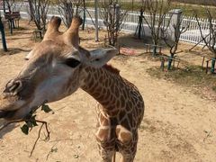 -陆地游轮吉林神农温泉