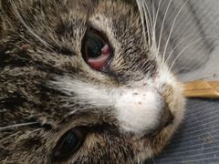 -萌兽医馆·犬猫专科·眼科中心·宠物医院(朝阳门分院)