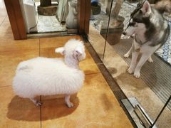 -more than meow吴止猫主题餐厅(承德 中船汇店)