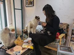 -喵屿·大理花园猫咖