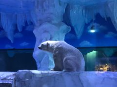 -芜湖新华联大白鲸海洋公园