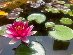 -滕州微山湖红荷湿地景区