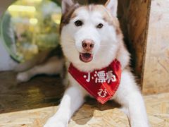 -Husky Go! 哈士奇体验馆·宠物咖啡厅狗咖