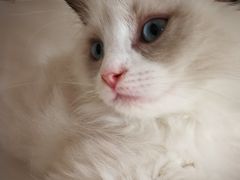 -东方名猫馆·英短金渐层布偶猫舍(环线广场1号楼店)