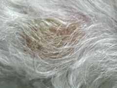 -瑞鹏宠物医院·爱宠堂·骨外专科(西荷分院)