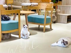 -藏猫猫咖啡主题馆(中央大道店)