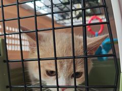 -伟伟宠物医院·瑞派猫友好医院·猫科(光谷店)