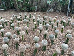 -南山植物园