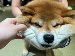 -逗柴咖啡屋·狗咖猫咖宠物桌游
