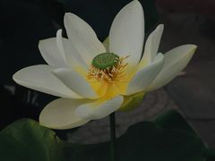 -莲花池公园