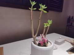 -金链花·泰国餐厅(国贸店)