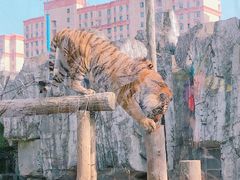 -上海野生动物园
