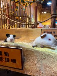 -奇幻萌宠部落(映月湖环宇城店)