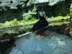-西雅图水族馆