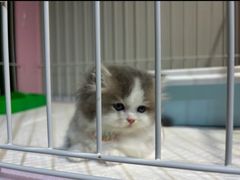 -山宅一喵德文卷毛猫舍