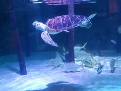 -暹罗海洋世界